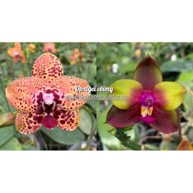 Орхiдея Phal. Zheng Min Anaconda x (LDs Bear Queen x KS Happy